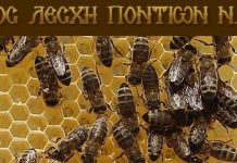 Δωρεάν σεμινάριο μελισσοκομίας στην Νάουσα