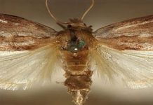 Κηρόσκωρος