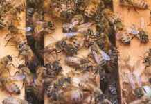 Ημερίδα μελισσοκομίας στην Κόνιτσα