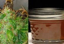 Εκπαιδεύει τις μέλισσες για να φτιάχνουν μέλι από κάνναβη