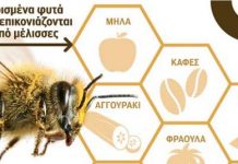 Η μείωση των μελισσών απειλεί τη γεωργία