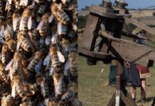 Οι φονικές μέλισσες που πολέμησαν και εξόντωσαν μεγάλους στρατούς.