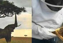 Μέλισσες στα δέντρα για να μην τα φάνε όλα οι ελέφαντες!