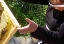 Ημερίδα μελισσοκομίας στην Δράμα