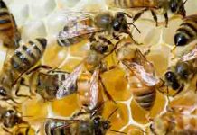 Οργανώνονται οι μελισσοκόμοι του Έβρου