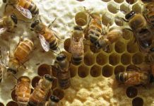 Υποβολή αιτήσεων για ενίσχυση μελισσοκόμων στην Δυτική Ελλάδα