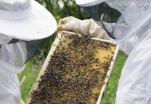 Προς πληρωμή οι δράσεις για την μελισσοκομία – Τα ποσά ενίσχυσης για τους δικαιούχους
