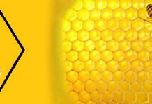 Δωρεάν Σεμινάρια (Ημερίδες) απο τον Σύλλογο Αττική Μελισσοκομία