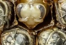 Οι πρώτες 21 μέρες της ζωής μιας μέλισσας