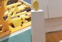 Πως οι 3D εκτυπωτές μπορούν να βοηθήσουν τις μέλισσες