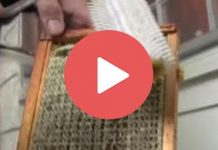 Εύκολος τρόπος για απολέπιση κηρήθρας (Βίντεο)