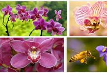 Αρχαίες Ορχιδέες και Μέλισσες