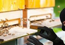 Ανησυχία στους μελισσοκόμους του Σουφλίου για τα κρούσματα κλοπών