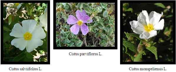 cistus-creticus-incanus-salviifolius-parviflorus-monspeliensis