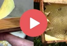 Φτιάχνω σπιτικά φύλλα κεριού για τα μελίσσια (Βίντεο)