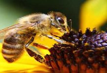 Στην Γαλλία απαγορεύτηκαν με νόμο όλα τα φυτοφάρμακα, που ευθύνονται για τον θάνατο των μελισσών!