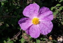 Λαδανιά ή Κίστος ή Κουνούκλα (Cistus creticus-incanus)