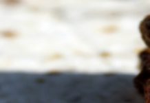 Iός κυττάρων ”Mαύρη βασίλισσα” (BQCV)