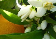 Απαγόρευση ψεκασμών επικίνδυνων για τις μέλισσες στην Άρτα