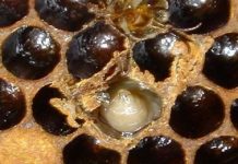 ΣΑΚΟΜΟΡΦΗ ΣΗΨΗ ΓΟΝΟΥ (Sacbrood)