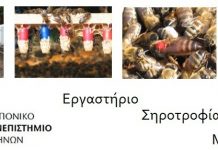 Σεμινάριο παραγωγής βασιλισσών και βασιλικού πολτού