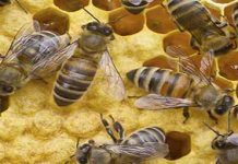 Μέλισσα και Θρησκεία