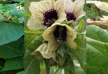 5 Φυτά που δηλητηριάζουν τις μέλισσες