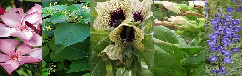 5-plants