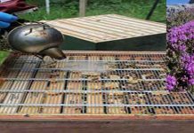 Βασιλικό διάφραγμα στο θυμάρι