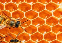 Τροφοδότηση με μέλι