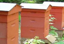 Ζητείται προσωπικό για το Περιφερειακό Κέντρο Μελισσοκομίας στην Κοζάνη