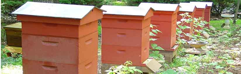 kentro-melissokomias