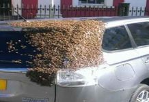 «Στρατός» από μέλισσες κυνηγά αυτοκίνητο για να απελευθερώσει τη βασίλισσά του