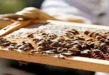 Τριήμερο Μελισσοκομικό Σεμινάριο στην Κομοτηνή