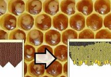 Μέθοδος Μίλερ για παραγωγή βασιλικών κελιών