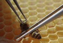 Αυστραλοί επιστήμονες πιο κοντά στην λύση για το Σύνδρομο Κατάρρευσης των Μελισσών (CCD)