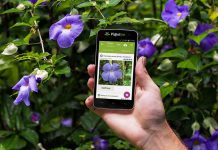 Εφαρμογή Pl@ntNet – Μάθε το όνομα του φυτού που ψάχνεις απο το κινητό σου τηλέφωνο