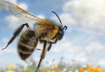 Η φυσική της πτήσης της μέλισσας