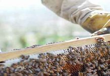 Σεμινάρια μελισσοκομίας 2016 στην ANEL