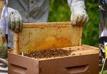 Σεμινάρια Μελισσοκομίας απο το Μελισσόπολις