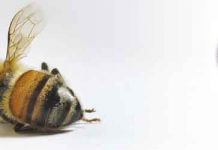 Έρευνα για καταγραφή τοξικών συμβάντων στις μέλισσες