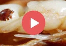 Ο περίπατος μιας Βαρρόα (Βίντεο)