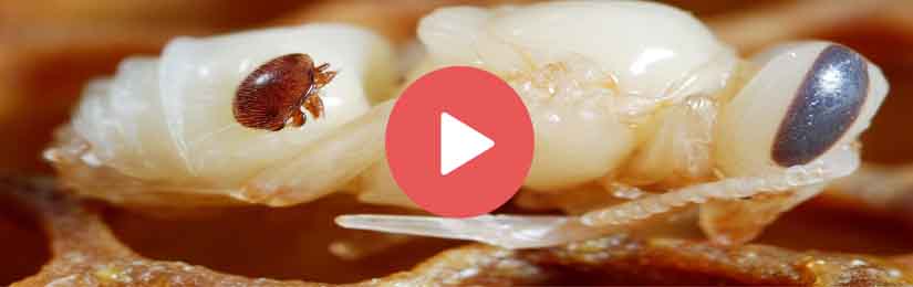varroa-video-baroa