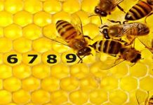 9 Απίστευτα πράγματα που δεν γνωρίζατε για τις μέλισσες