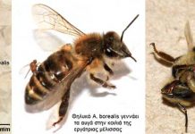 Το παράσιτο Apocephalus borealis σκοτώνει όλο και περισσότερες μέλισσες στην Αμερική
