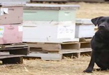 Το σκυλί που εντοπίζει ασθένειες των μελισσών! (Βίντεο)