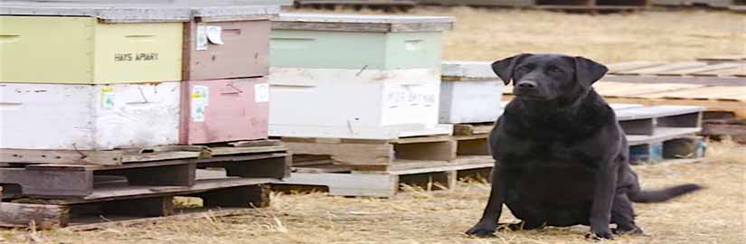 Klinker-bee-dog