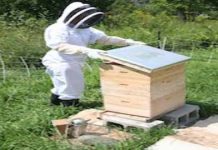 Αρχάριος μελισσοκόμος: 13 Βήματα για καλύτερο έλεγχο κατα την επιθεώρηση