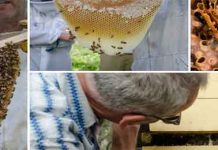 Δωρεάν σεμινάρια μελισσοκομίας σε Βόλο και Αλμυρό