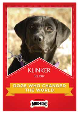 klinker-dog-bees